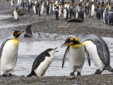 King Penguins and Chinstrap Penguin 'arguing' at Fortuna Bay