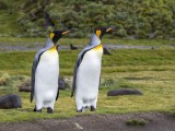 King Penguins at Fortuna Bay