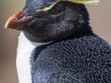 Southern Rockhopper Penguin