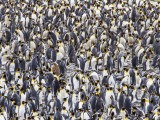 Fortuna Bay King Penguin Colony