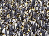 Fortuna Bay King Penguin Colony