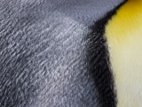 Fortuna Bay King Penguin Colony