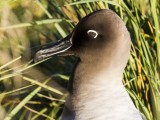 Light-mantled Sooty Albatross