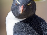 Southern Rockhopper Penguin