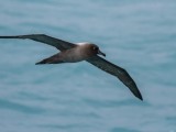 Light-mantled Sooty Albatross