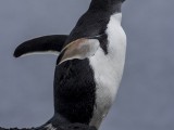 Southern Gentoo Penguins