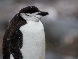 Chinstrap Penguins on Half Moon Bay on Half Moon Island