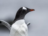 Southern Gentoo Penguin