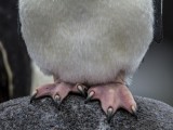 Chinstrap Penguin on Half Moon Bay on Half Moon Island