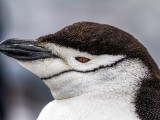 Chinstrap Penguin on Half Moon Bay on Half Moon Island