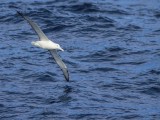 Southern Royal Albatross