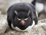 Southern Rockhopper Penguin