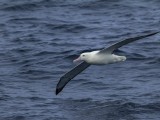 Southern Royal Albatross