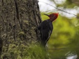 Magellanic Woodpecker