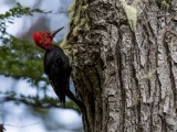 Magellanic Woodpecker