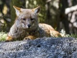 Culpeo/Andean Fox