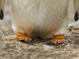 Northern Gentoo Penguin