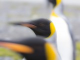 King Penguins