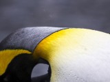 King Penguin in Rain