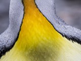 King Penguin in Rain