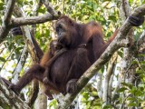 Wild Orangutan