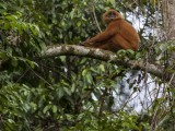 Maroon Langur (Red Leaf Monkey)