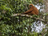 Maroon Langur (Red Leaf Monkey)