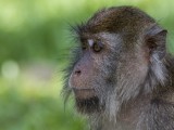 Long-tailed Macaque