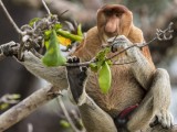 Proboscis Monkey