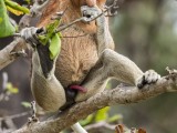 Proboscis Monkey