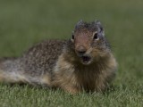 Columbian Ground Squirrel