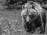 Grizzly Bear, Alberta Canada