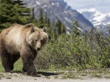 Grizzly Bear, Alberta Canada