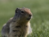 Columbian Ground Squirrel