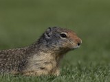 Columbian Ground Squirrel