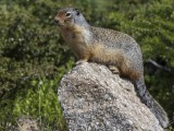 Columbian Ground Squirrel