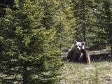 Grizzly Bear, Alberta Canada