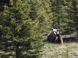 Grizzly Bear, Alberta Canada