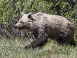Grizzly Bear, Alberta Canada