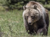 Grizzly Bear, Alberta Canada