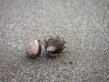 "Don't be so Crabby" - Playa Esterillos Oeste, Costa Rica