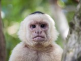 Manuel Antonio National Park - White Faced Capuchin Monkey