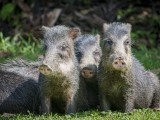 Sirena Station Hike Day 1 - White Lipped Peccaries drying themselves in the afternoon sun