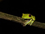 Sirena Station Hike Day 2 - Red-eyed Leaf Frog