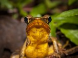 Tree Frog - Arenal Observatory Lodge, Costa Rica