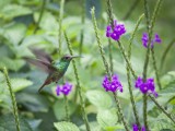 Volcan Arenal - Hummingbirds were a frequent sight at the Arenal Observatory Lodge