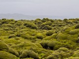 Moss covered Lava Fields