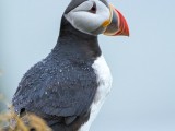 Atlantic Puffin