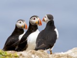 Atlantic Puffin