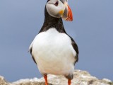 Atlantic Puffin